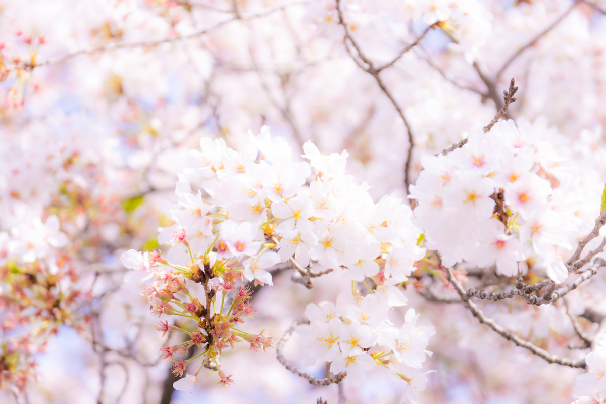 f:id:camerangz:20210407015307j:plain