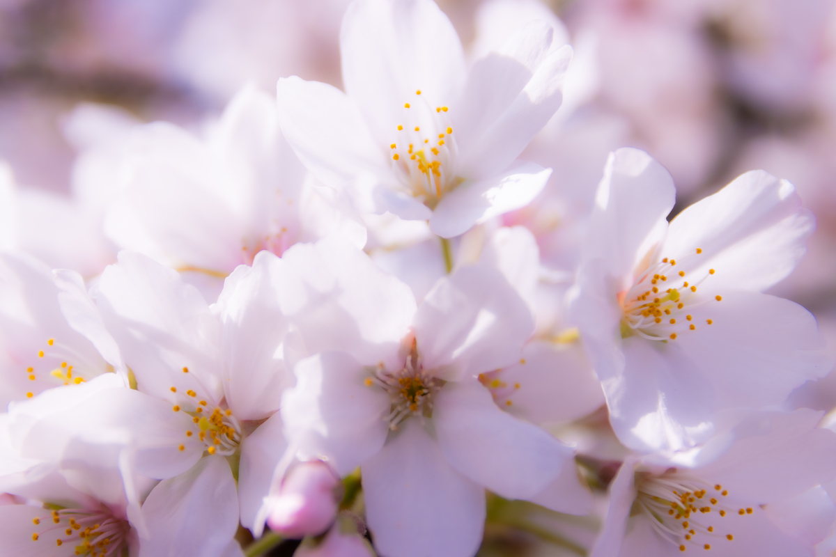 f:id:camerangz:20210407015417j:plain