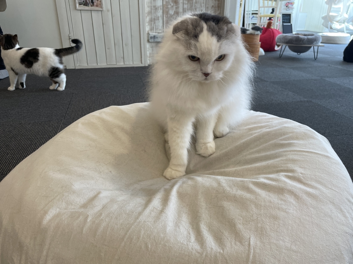 f:id:camerangz:20210420235313j:plain