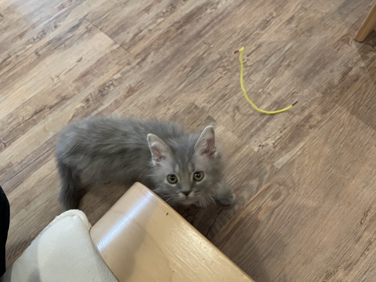 f:id:camerangz:20210421000224j:plain