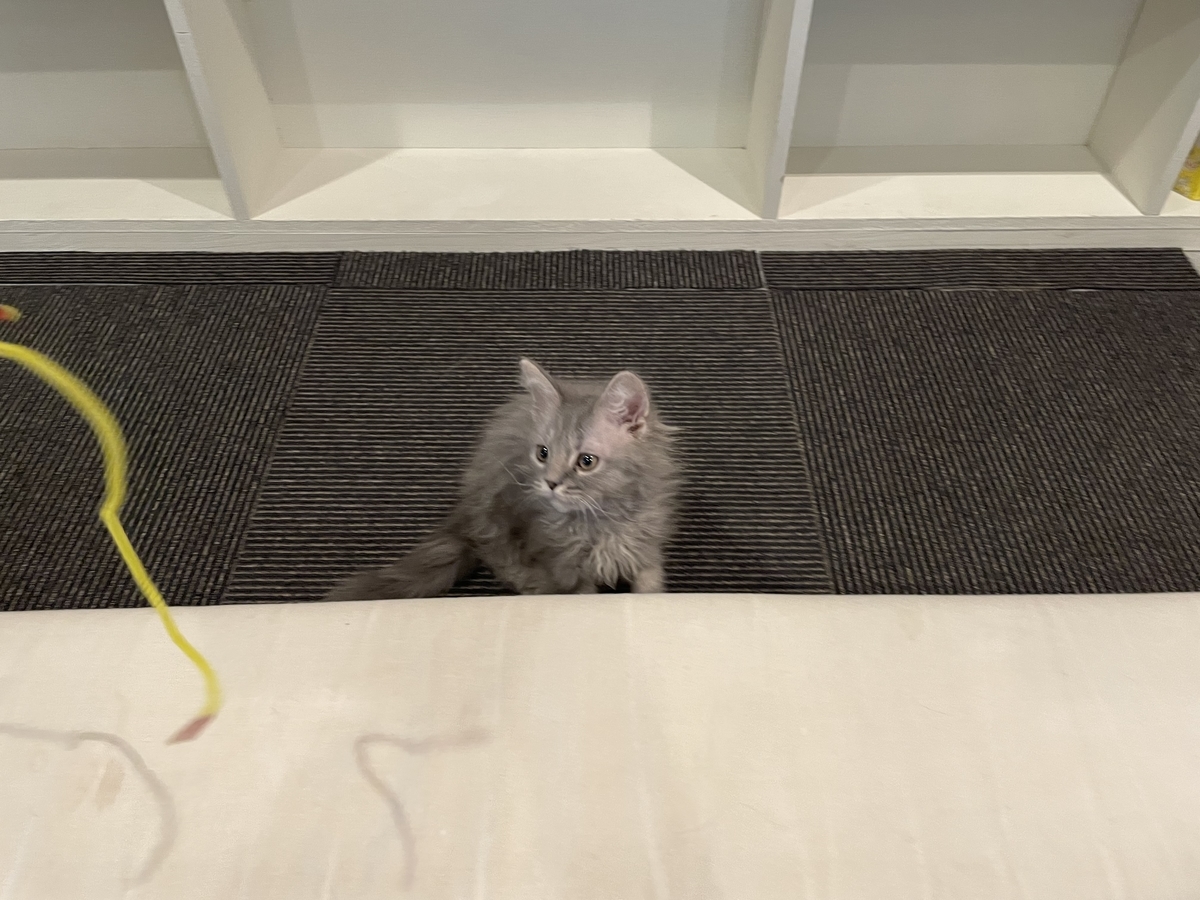 f:id:camerangz:20210421000252j:plain