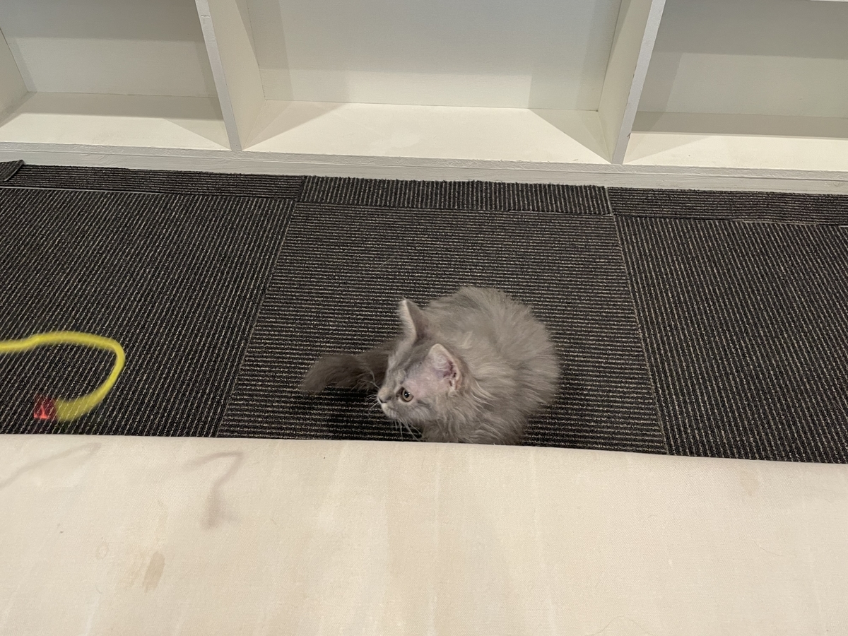 f:id:camerangz:20210421000253j:plain