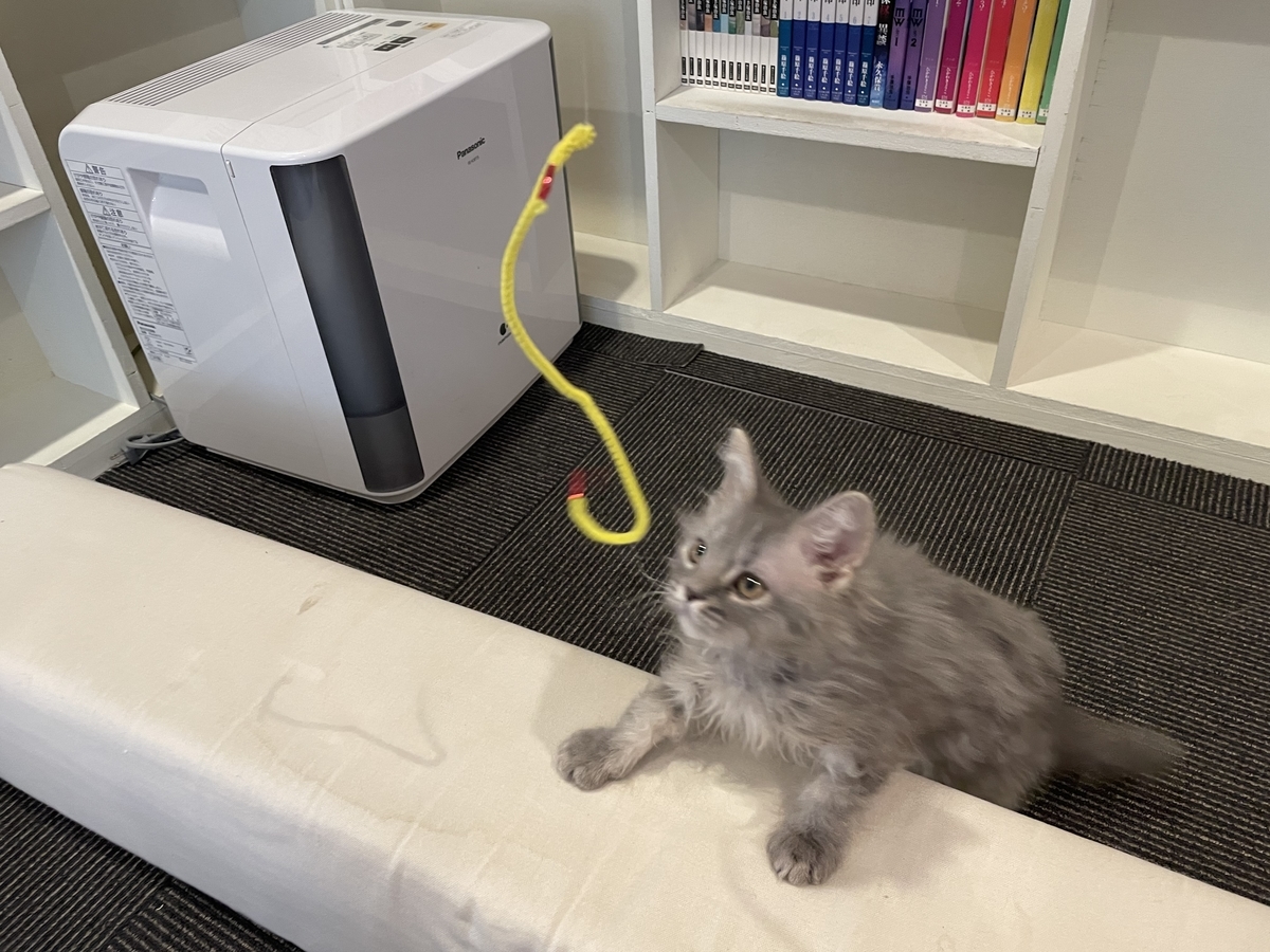 f:id:camerangz:20210421000254j:plain