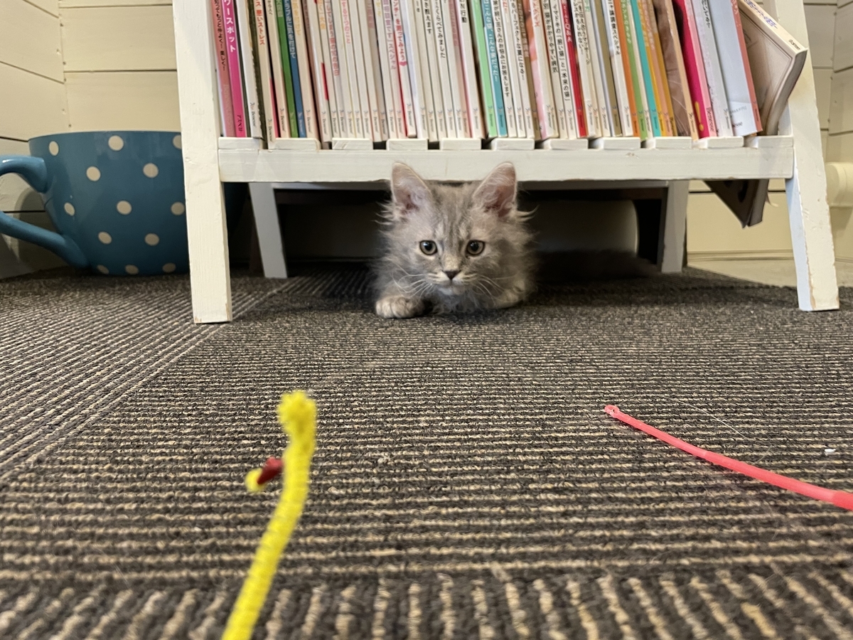 f:id:camerangz:20210421000305j:plain