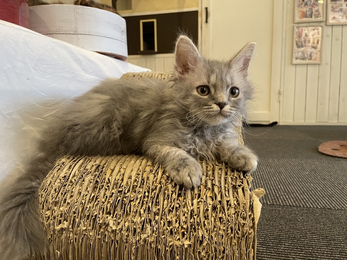 f:id:camerangz:20210421000407j:plain