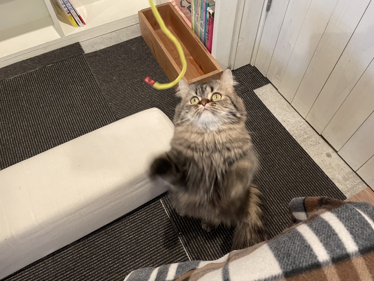 f:id:camerangz:20210421000656j:plain