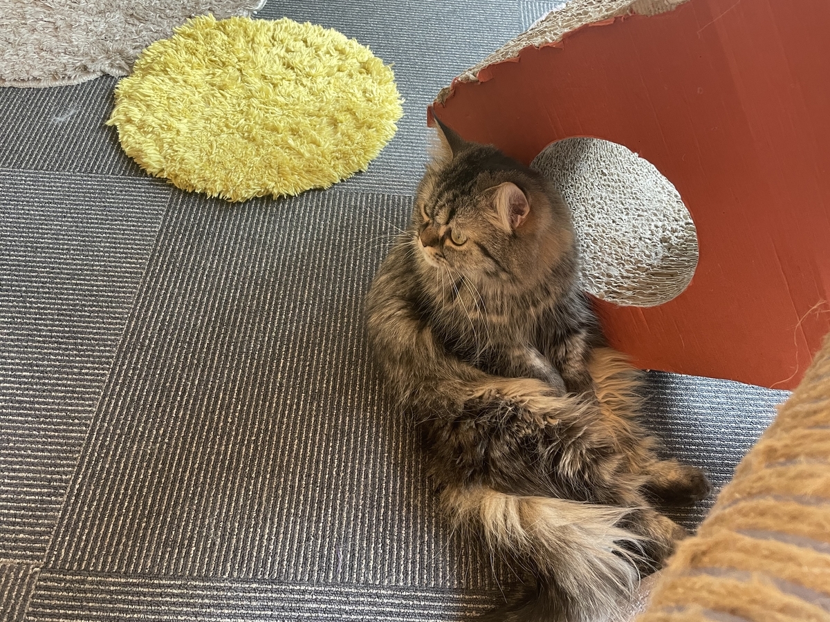 f:id:camerangz:20210421000937j:plain