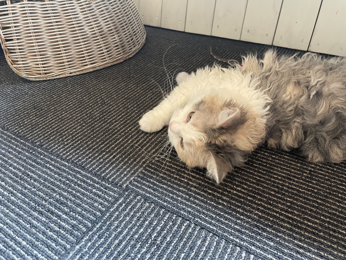 f:id:camerangz:20210421000947j:plain