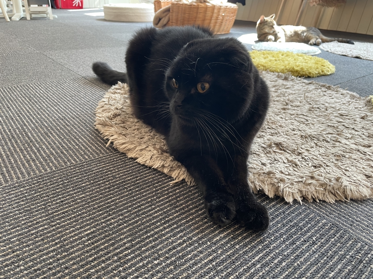 f:id:camerangz:20210421001343j:plain