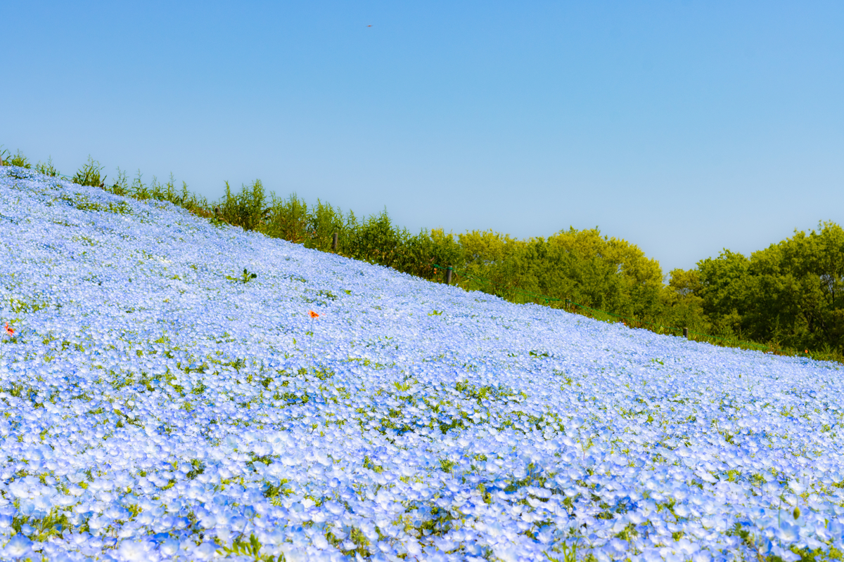 f:id:camerangz:20210423222522j:plain