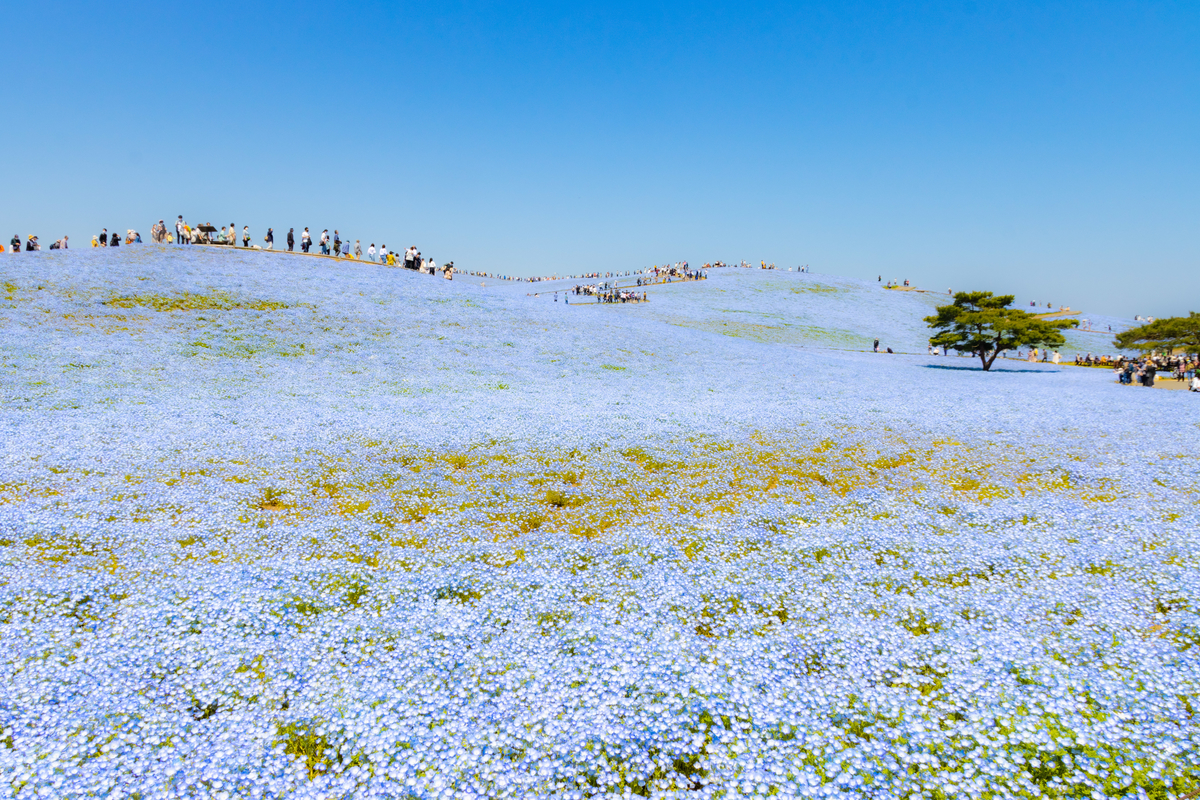 f:id:camerangz:20210423222811j:plain