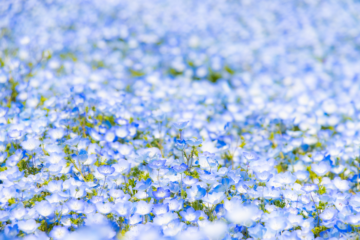 f:id:camerangz:20210423224110j:plain