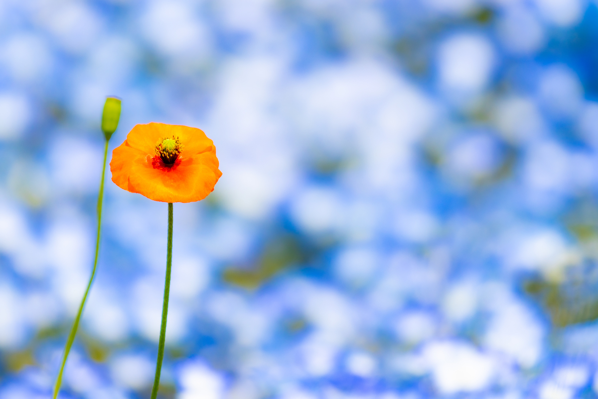 f:id:camerangz:20210423224724j:plain