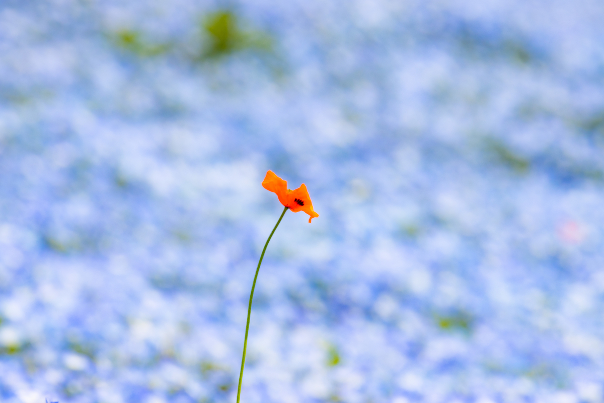 f:id:camerangz:20210423224753j:plain