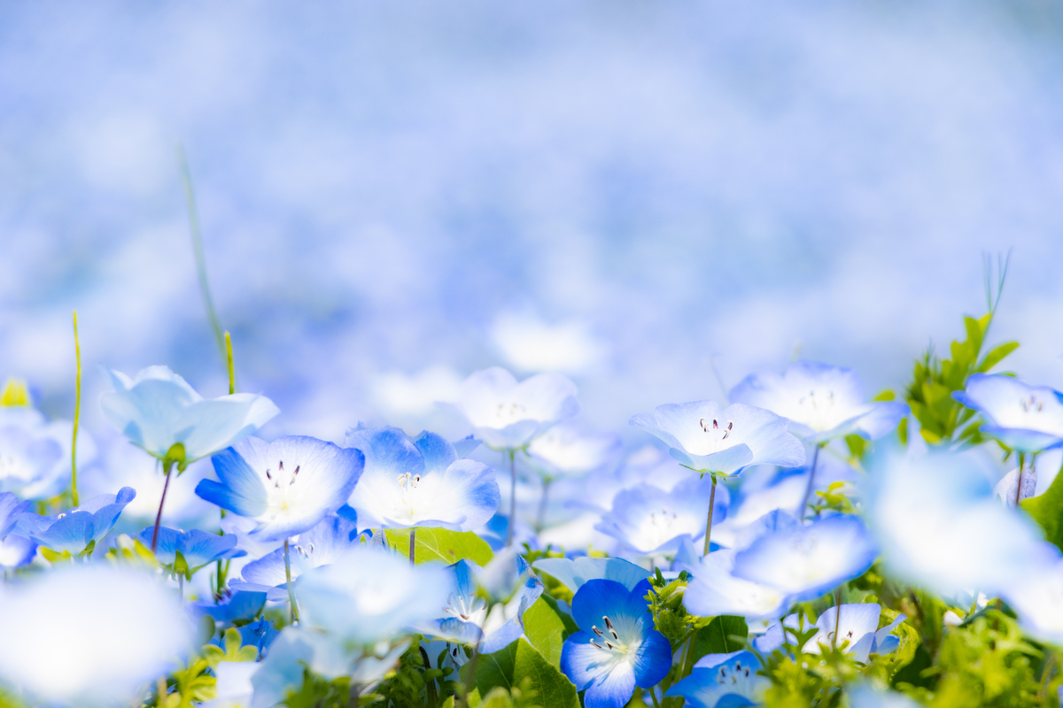 f:id:camerangz:20210423225114j:plain