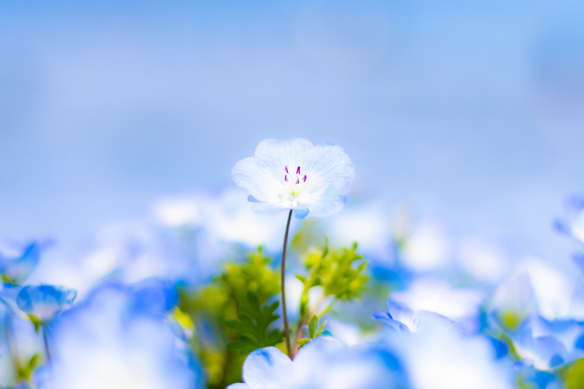 f:id:camerangz:20210423225149j:plain