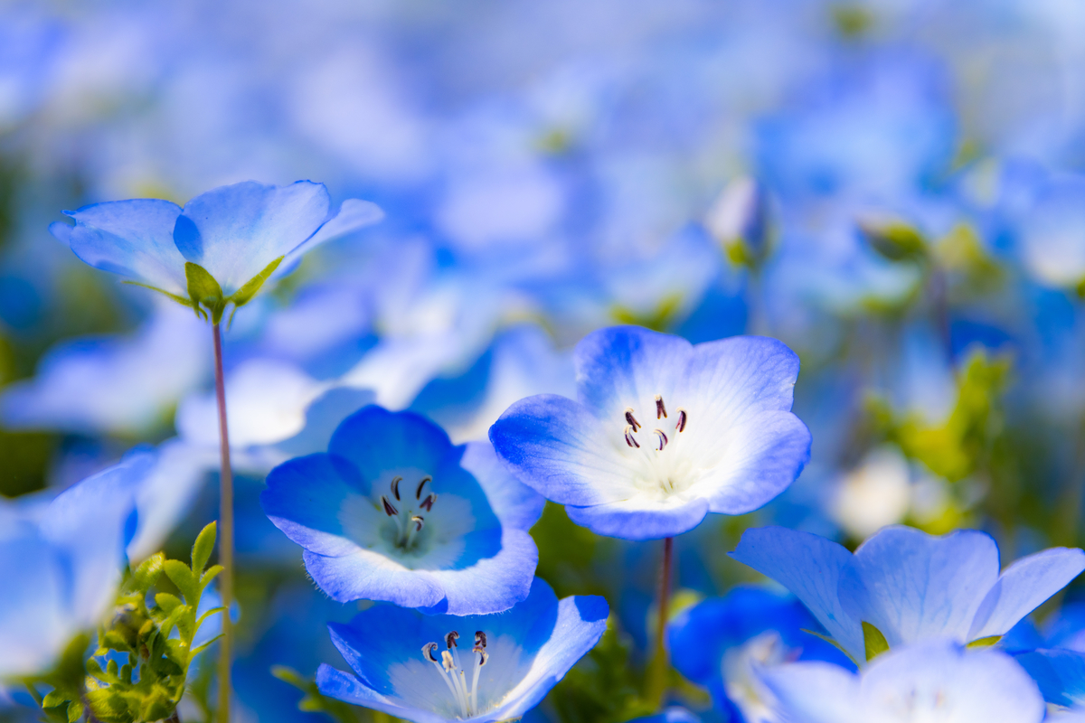 f:id:camerangz:20210423225702j:plain