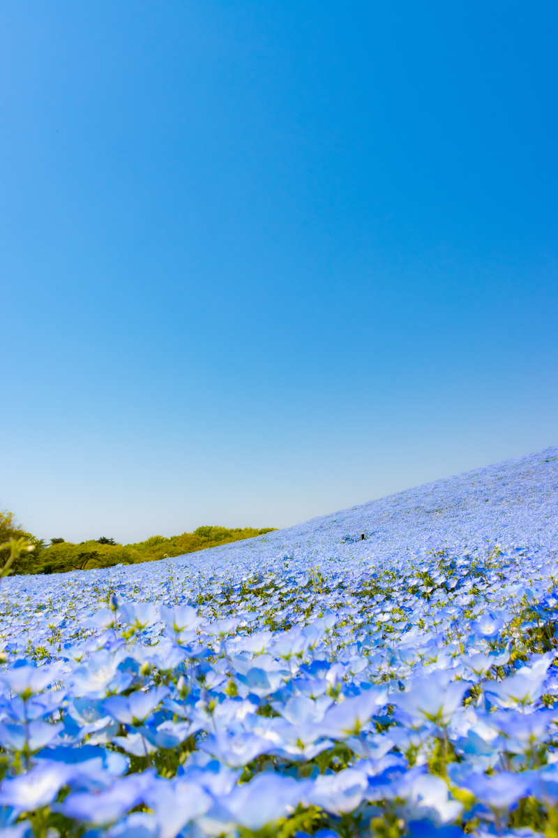 f:id:camerangz:20210423230505j:plain