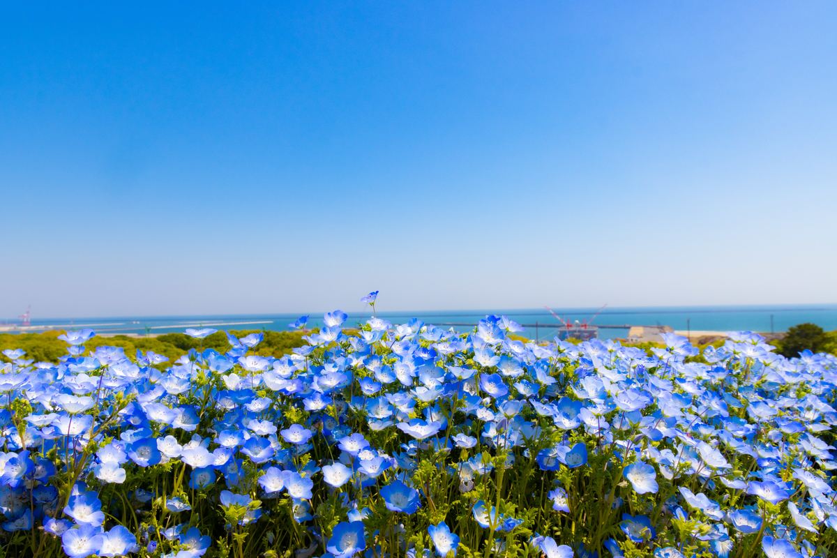 f:id:camerangz:20210423231043j:plain