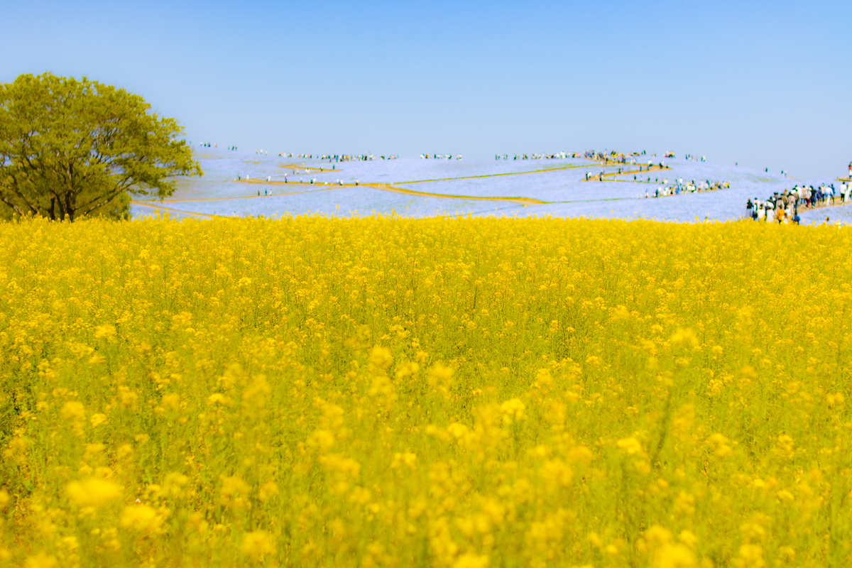 f:id:camerangz:20210423231336j:plain