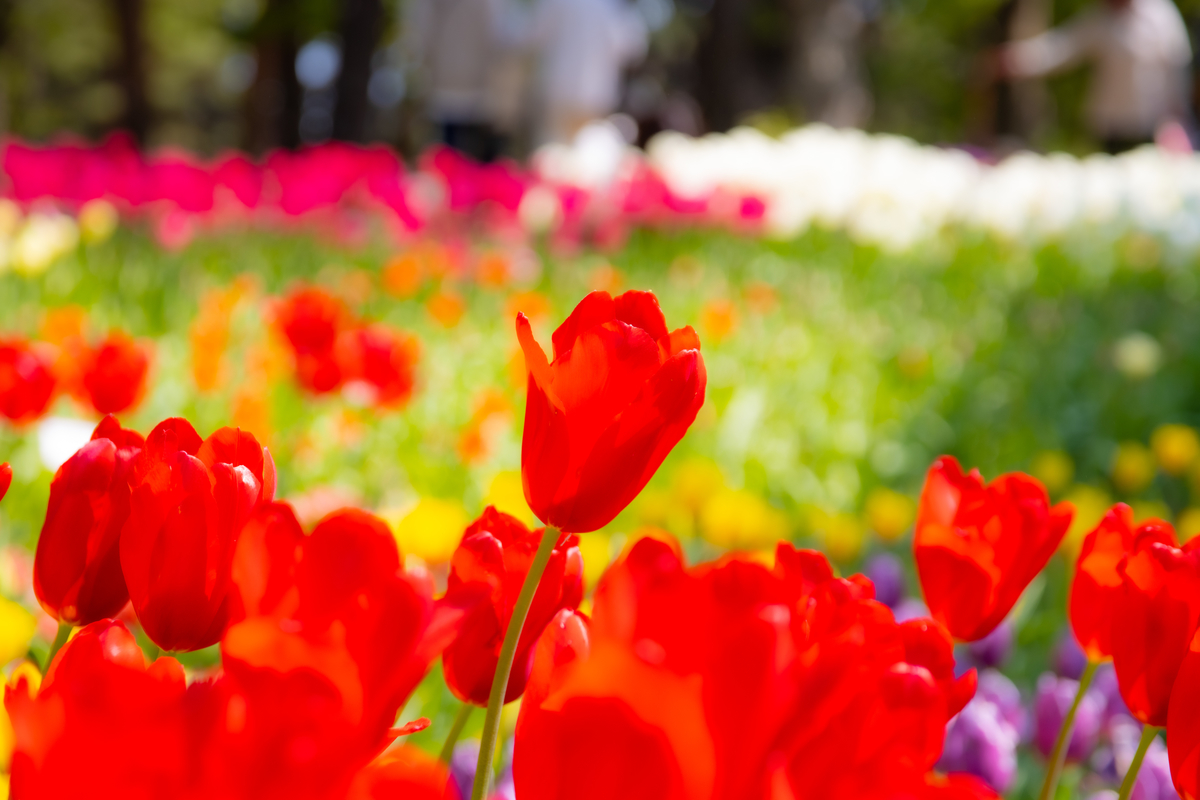 f:id:camerangz:20210423232207j:plain