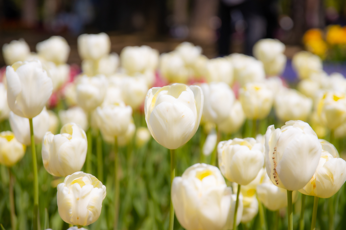 f:id:camerangz:20210423232216j:plain