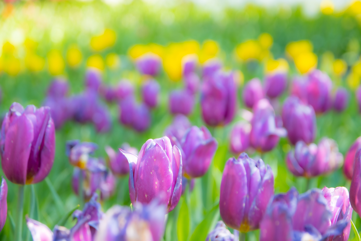 f:id:camerangz:20210423232232j:plain