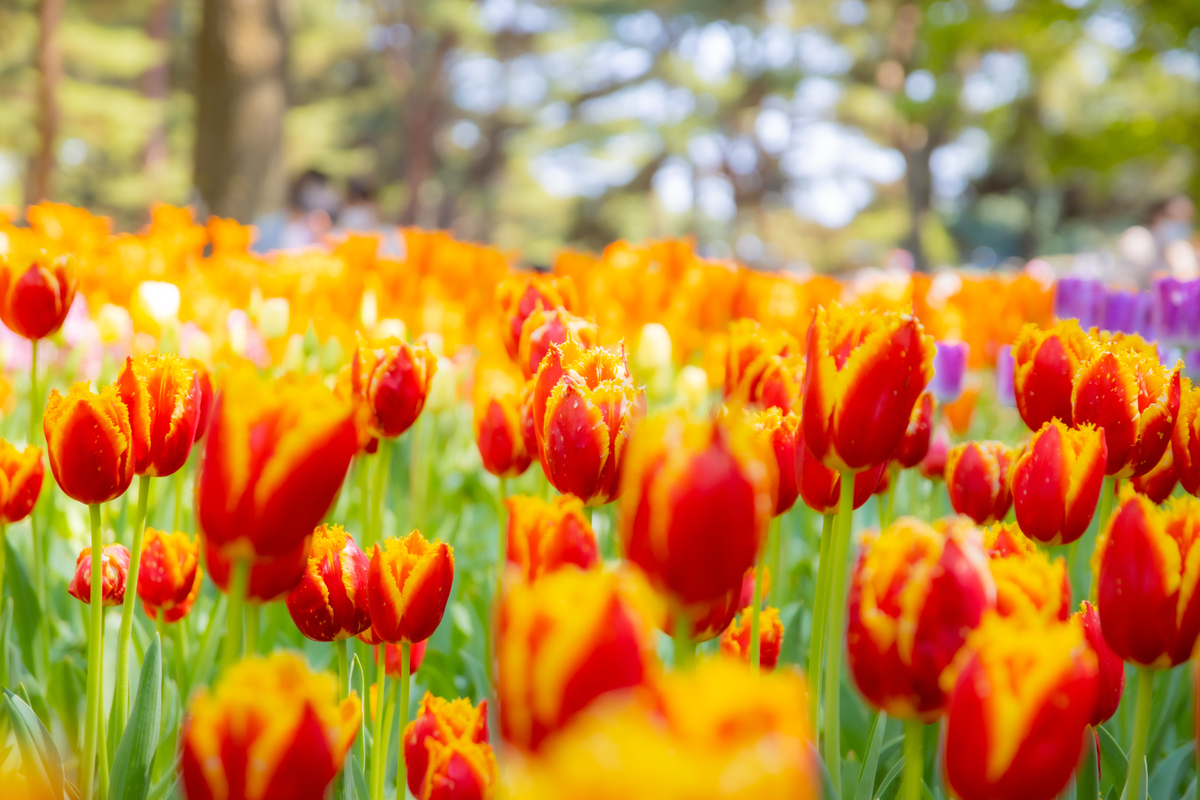 f:id:camerangz:20210423232358j:plain