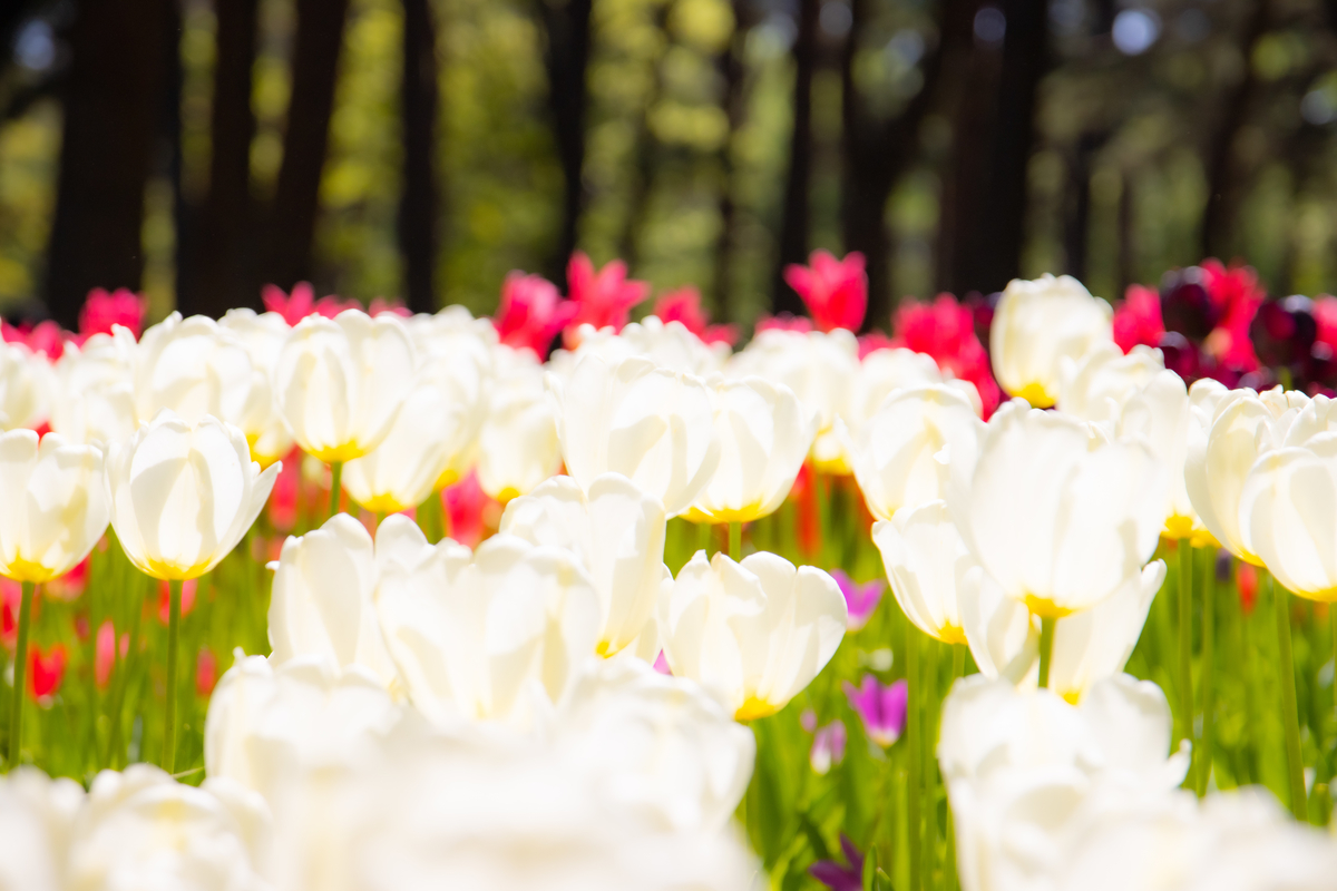 f:id:camerangz:20210423232404j:plain