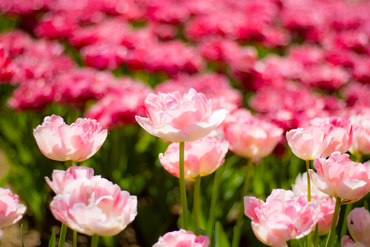 f:id:camerangz:20210423232546j:plain