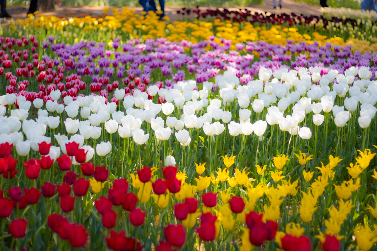 f:id:camerangz:20210423232856j:plain