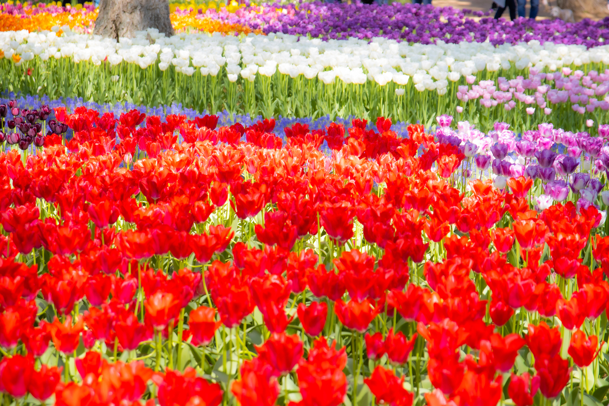 f:id:camerangz:20210423232901j:plain