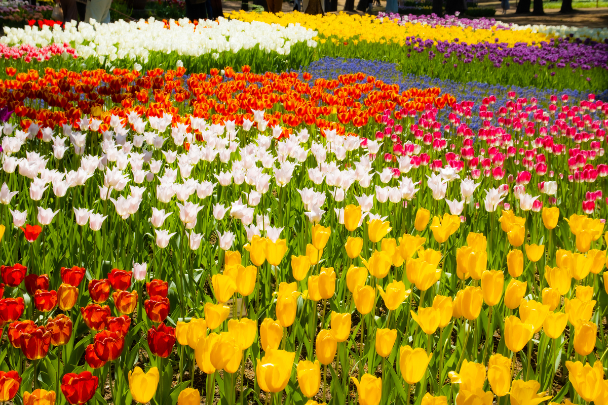 f:id:camerangz:20210423233258j:plain