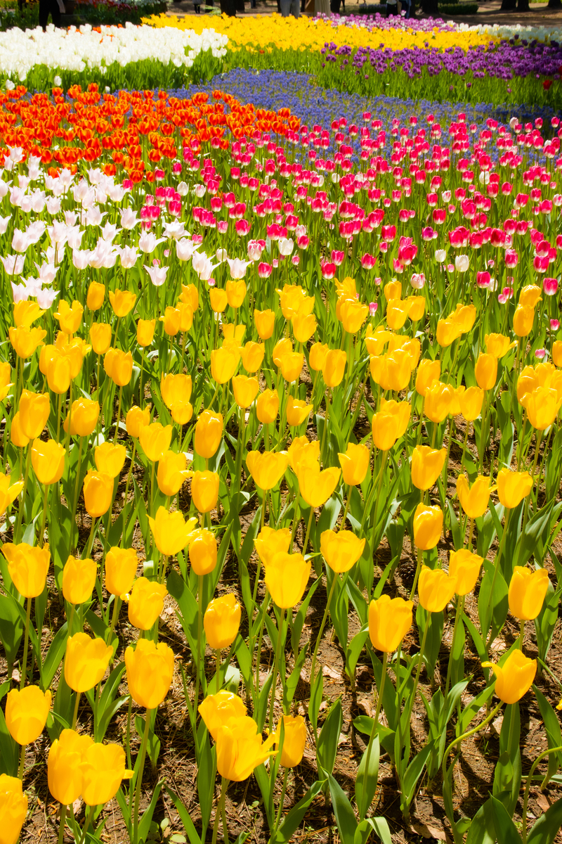 f:id:camerangz:20210423233311j:plain