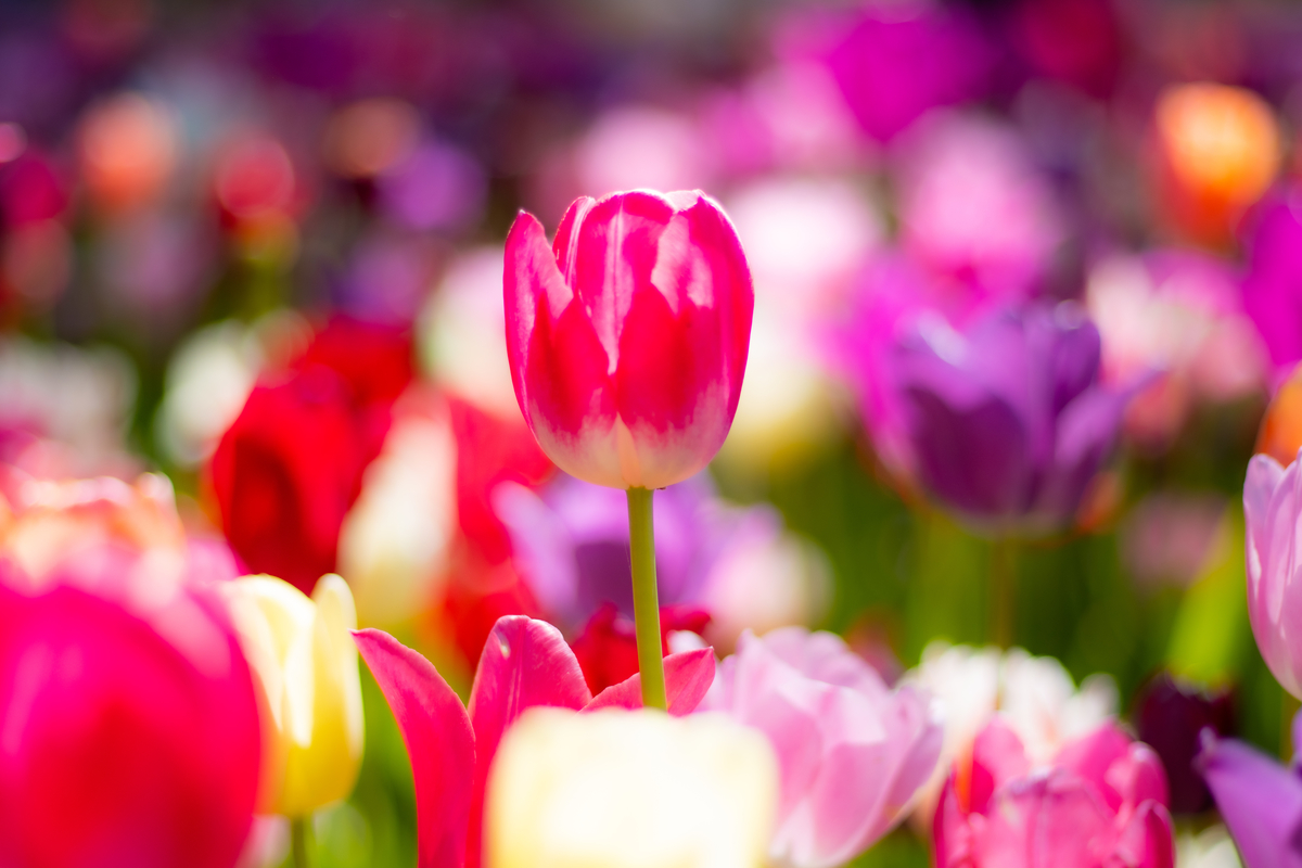 f:id:camerangz:20210423233451j:plain