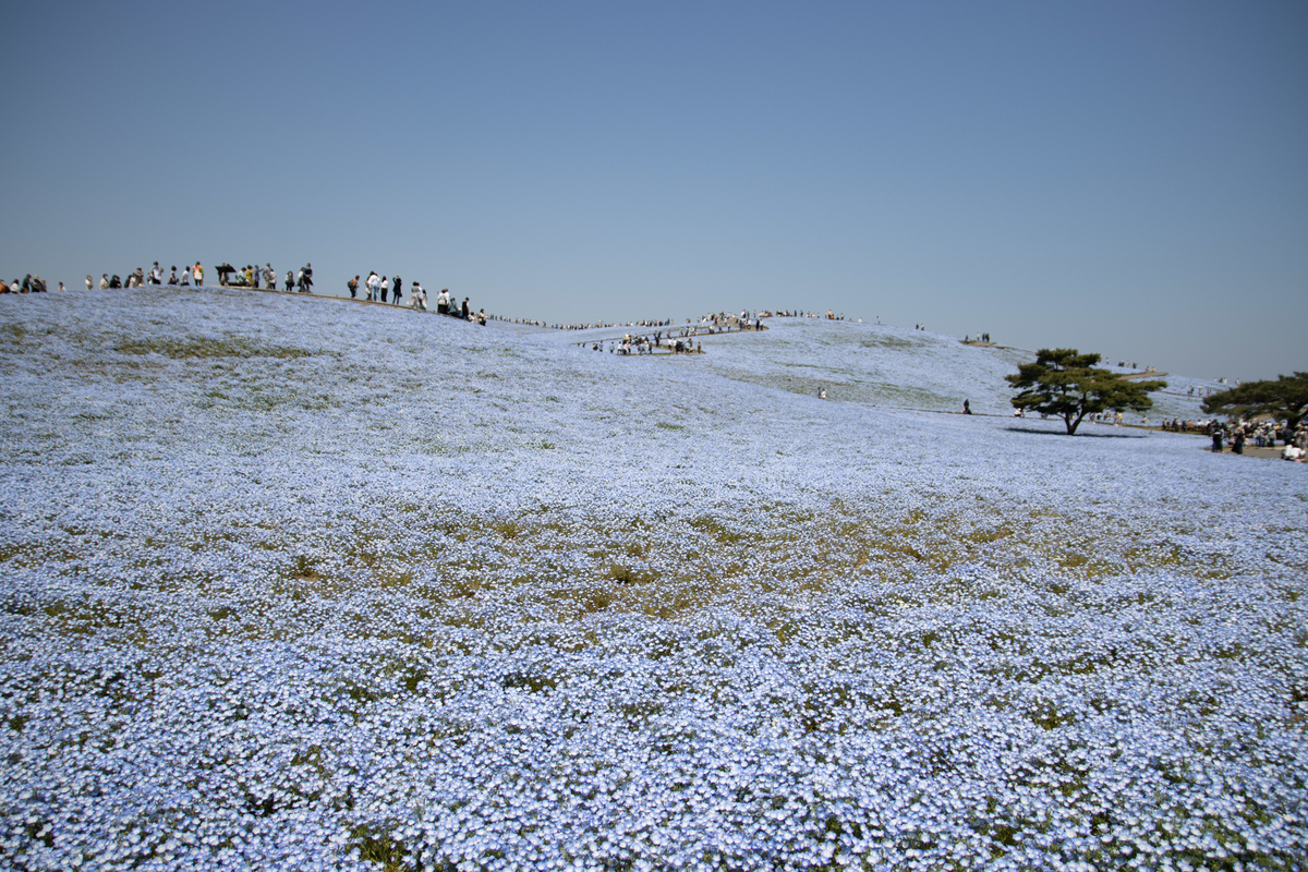 f:id:camerangz:20210827120731j:plain