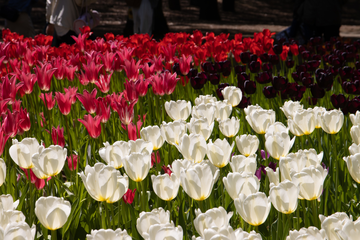 f:id:camerangz:20210827130253j:plain