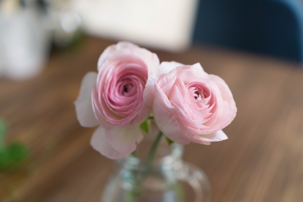f:id:cameranolouise:20180116215203j:plain f:id:cameranolouise:20180116215203j:plain