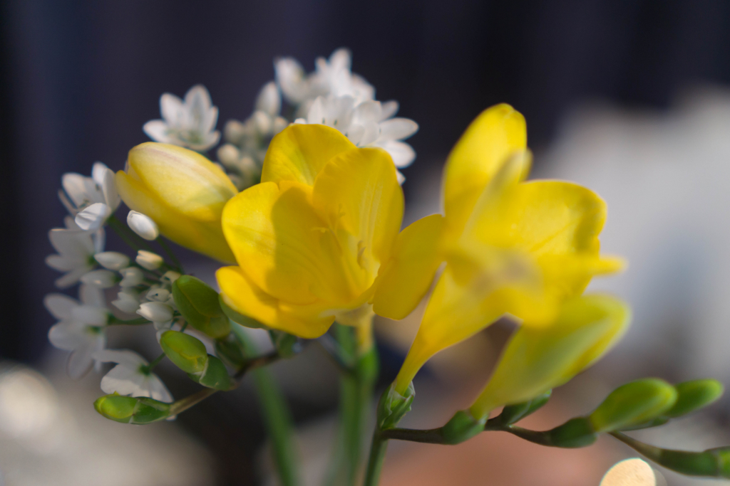 f:id:cameranolouise:20180219230325j:plain f:id:cameranolouise:20180219230325j:plain
