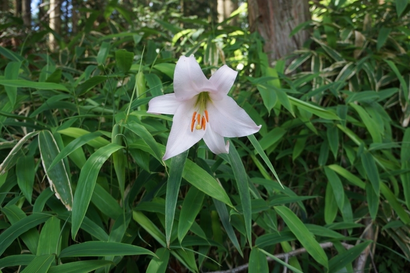 f:id:camesiba604:20190708200051j:plain