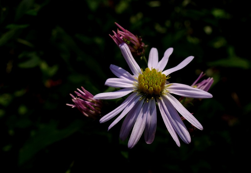 f:id:camesiba604:20201030170853j:plain
