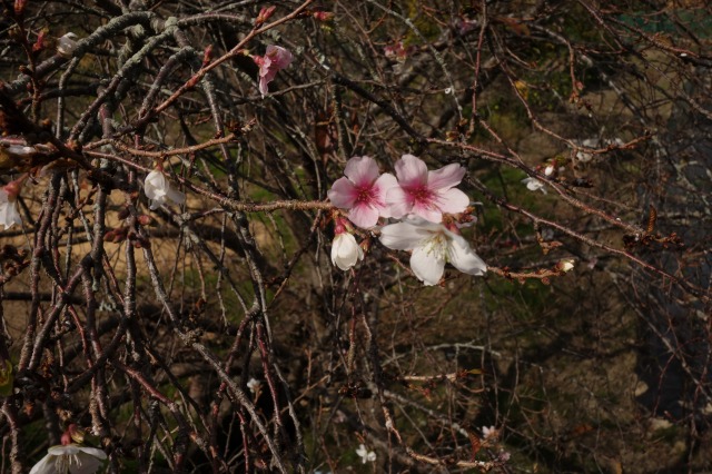 f:id:camesiba604:20201105203501j:plain
