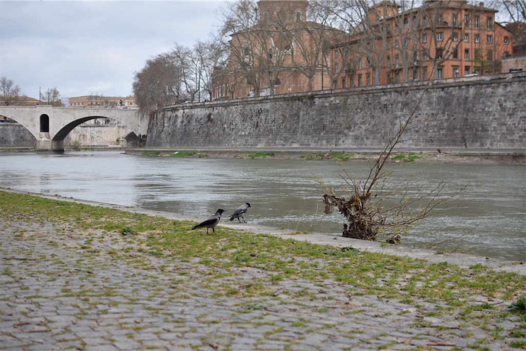 f:id:caminoblog:20190320152848j:image