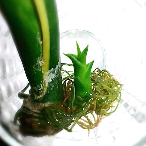 f:id:camomusubi:20150305085422p:image:h100