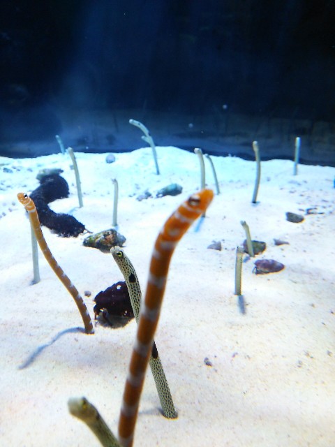 f:id:camonvietnam:20200610212036j:image