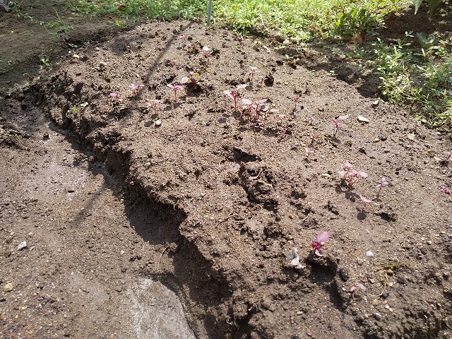 f:id:camonvietnam:20200913090911j:image f:id:camonvietnam:20200913090911j:image