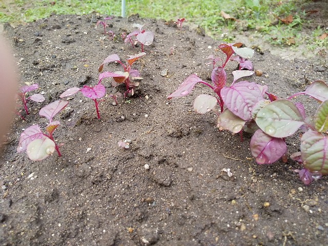 f:id:camonvietnam:20200913091156j:image f:id:camonvietnam:20200913091156j:image