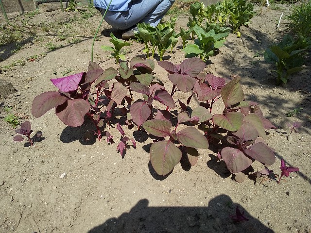 f:id:camonvietnam:20200913091225j:image f:id:camonvietnam:20200913091225j:image