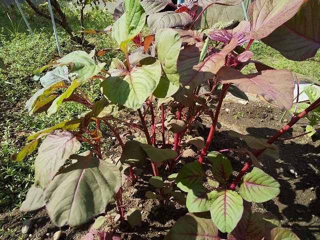 f:id:camonvietnam:20200913091403j:image f:id:camonvietnam:20200913091403j:image