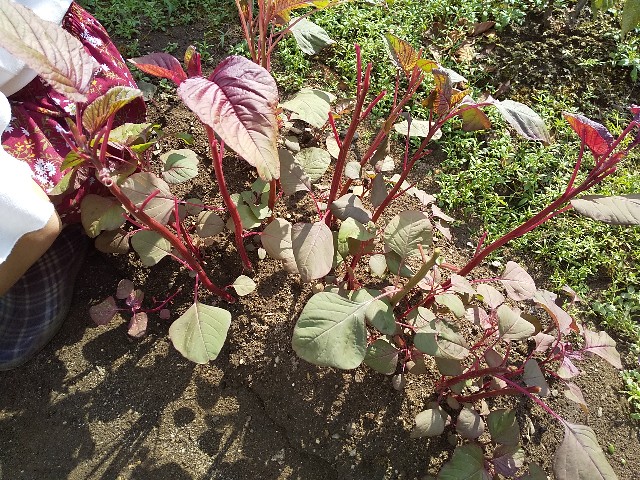 f:id:camonvietnam:20200913211631j:image f:id:camonvietnam:20200913211631j:image